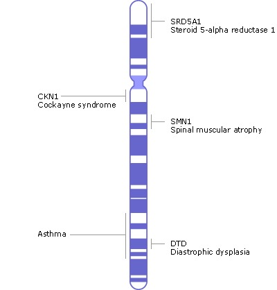 human chromosome gene map